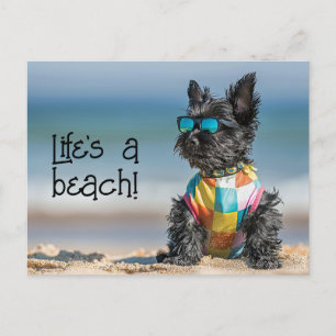 Scottish Terrier Puppy mit Sonnenbrille Postkarte