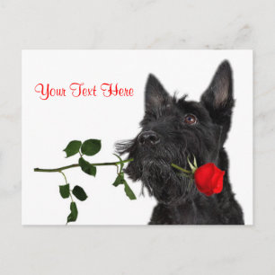 Scottish Terrier Puppy Rote Rose Valentine Design Feiertagspostkarte