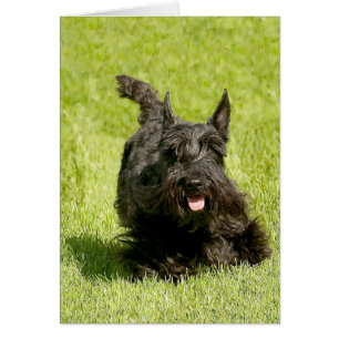 Scottish Terrier Running Free