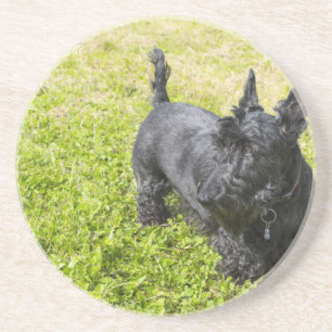 Scottish Terrier Sandstein Untersetzer