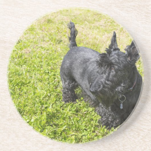 Scottish Terrier Sandstein Untersetzer (Vorne)