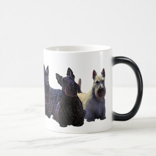 Scottish Terrier schwarzes/wheaten Trio, schwarzer Verwandlungstasse