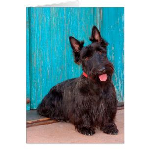 Scottish Terrier sitzt vor einer farbenfrohen Tür