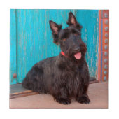 Scottish Terrier sitzt vor einer farbenfrohen Tür Fliese (Vorderseite)