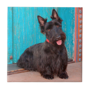 Scottish Terrier sitzt vor einer farbenfrohen Tür Fliese