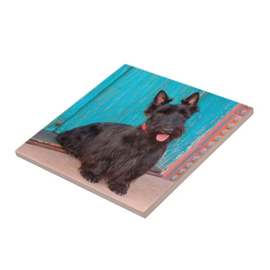 Scottish Terrier sitzt vor einer farbenfrohen Tür Fliese (Seite)
