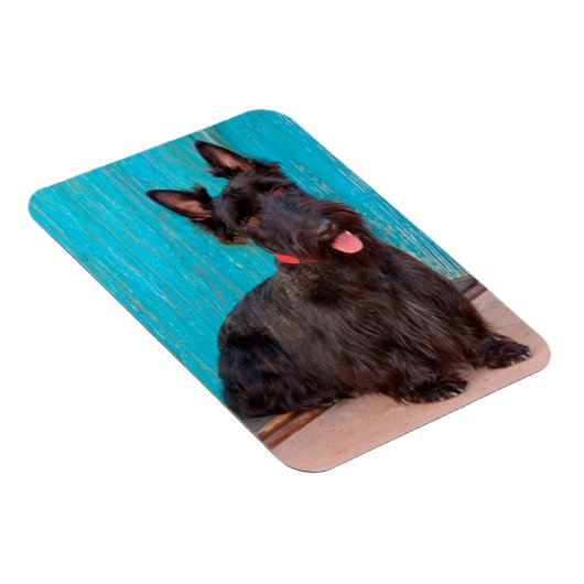 Scottish Terrier sitzt vor einer farbenfrohen Tür Magnet (Rechte Seite)