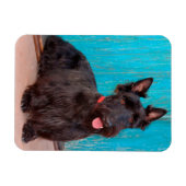 Scottish Terrier sitzt vor einer farbenfrohen Tür Magnet (Horizontal)