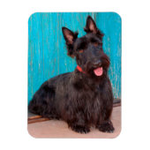 Scottish Terrier sitzt vor einer farbenfrohen Tür Magnet (Vertikal)