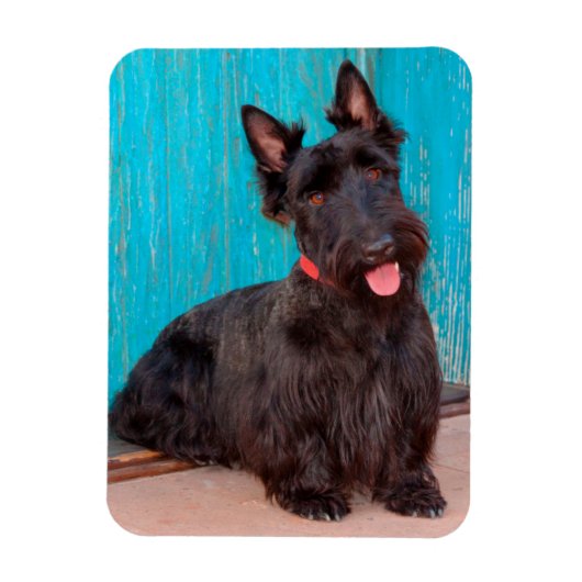 Scottish Terrier sitzt vor einer farbenfrohen Tür Magnet (Vertikal)