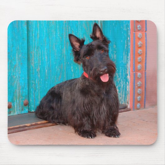 Scottish Terrier sitzt vor einer farbenfrohen Tür Mousepad (Vorne)