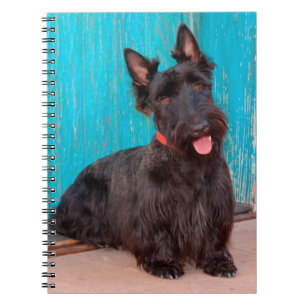 Scottish Terrier sitzt vor einer farbenfrohen Tür Notizblock