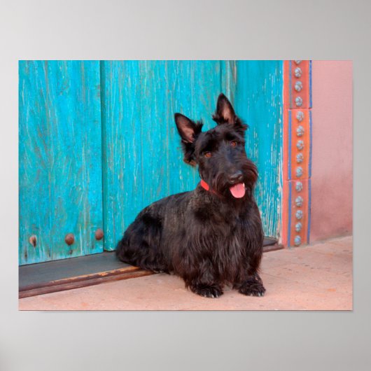 Scottish Terrier sitzt vor einer farbenfrohen Tür Poster (Vorne)