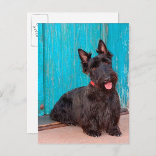 Scottish Terrier sitzt vor einer farbenfrohen Tür Postkarte (Vorne/Hinten)