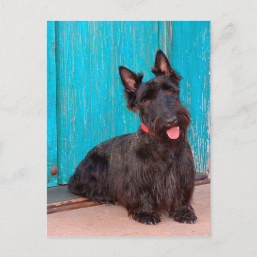 Scottish Terrier sitzt vor einer farbenfrohen Tür Postkarte (Vorderseite)