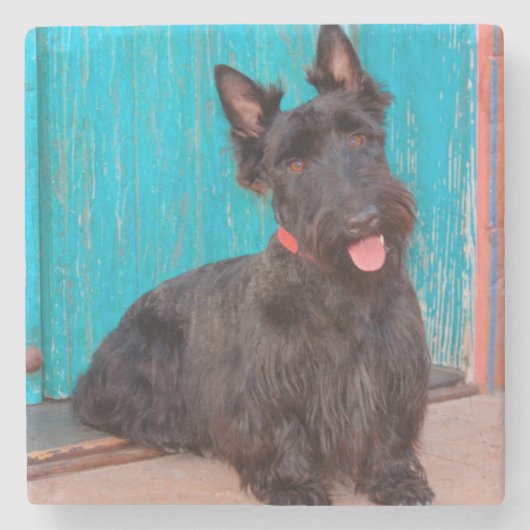 Scottish Terrier sitzt vor einer farbenfrohen Tür Steinuntersetzer (Vorderseite)