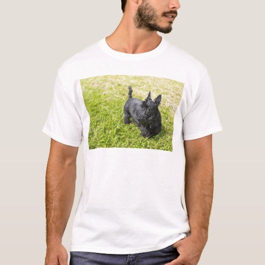 Scottish Terrier T-Shirt (Vorderseite)