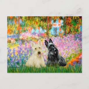 Scottish Terrier (two BW) - Garden Postkarte