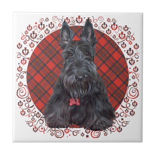 Scottish Terrier über Tartan Fliese (Vorderseite)