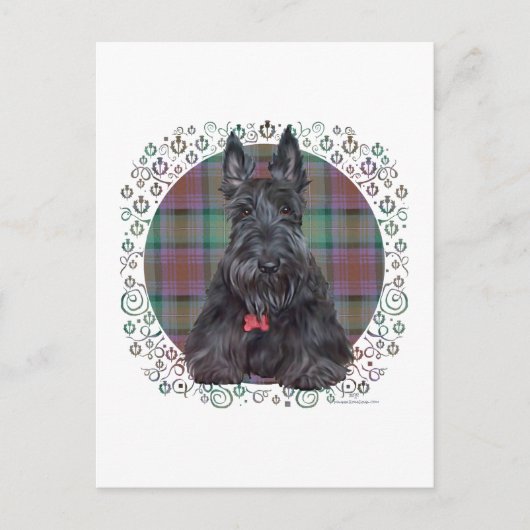 Scottish Terrier über Tartan Postkarte (Vorderseite)