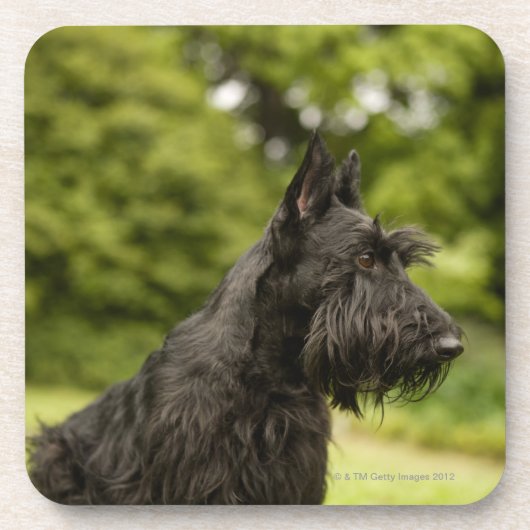 Scottish Terrier Untersetzer (Vorderseite)