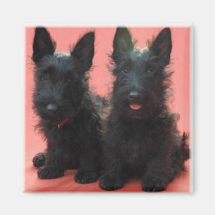 Scottish Terrier Welpenmagnet Magnet