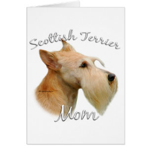 Scottish Terrier (Wheaten) Mama 2