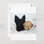 Scottish Terrier & Yorkie Best Friends Postkarte (Vorne/Hinten)