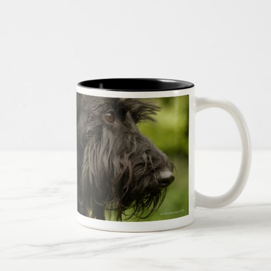 Scottish Terrier Zweifarbige Tasse (Rechts)
