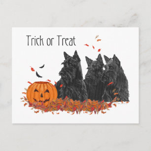 Scottish Terriers Halloween Postkarte