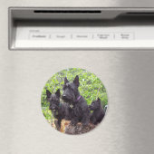 Scottish Terriers Magnet (In Situ (Geschirrspüler))