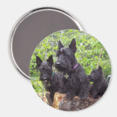 Scottish Terriers Magnet (Vorderseite/Rückseite)
