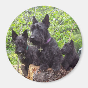 Scottish Terriers Magnet