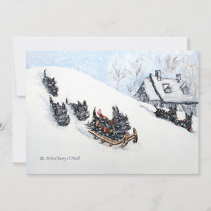 Scottish Terriers Sledding