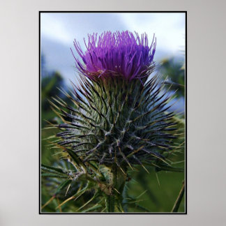 Scottish Thistle Fine Art Fotografy Poster