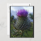 Scottish Thistle Fine Art Fotografy Postkarte (Vorne/Hinten)