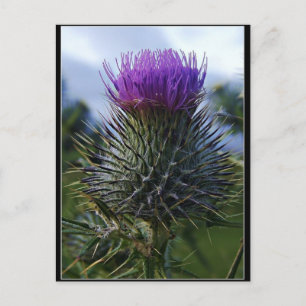 Scottish Thistle Fine Art Fotografy Postkarte