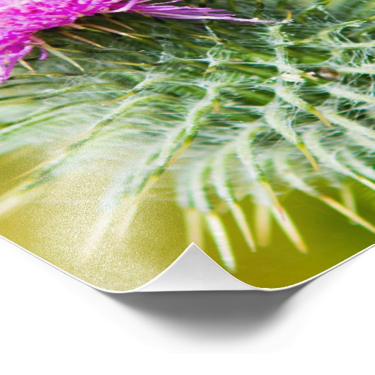 Scottish Thistle Fotodruck (Ecke)
