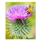 Scottish Thistle Fotodruck (Vorne)