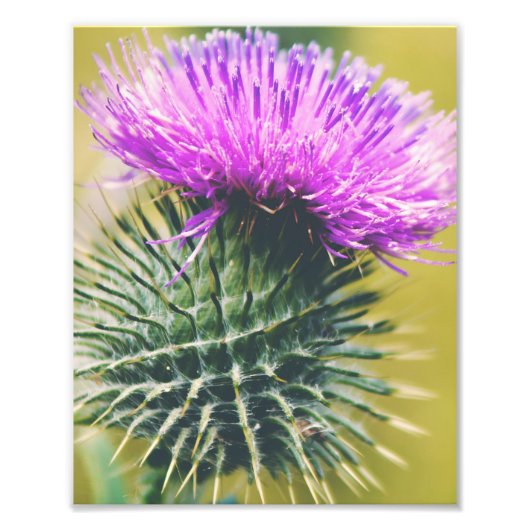 Scottish Thistle Fotodruck (Vorne)