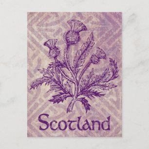 Scottish Thistle Lila Celtic Knot Postkarte