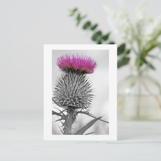 Scottish Thistle Postcard Postkarte (Stehend Vorderseite)
