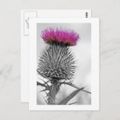 Scottish Thistle Postcard Postkarte (Vorne/Hinten)