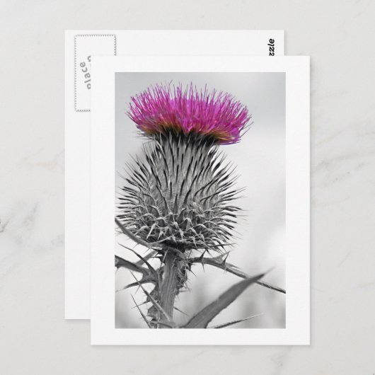 Scottish Thistle Postcard Postkarte (Vorne/Hinten)