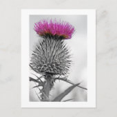 Scottish Thistle Postcard Postkarte (Vorderseite)