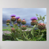 Scottish Thistle Poster (Vorne)
