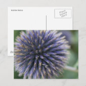 Scottish Thistle Postkarte (Vorne/Hinten)
