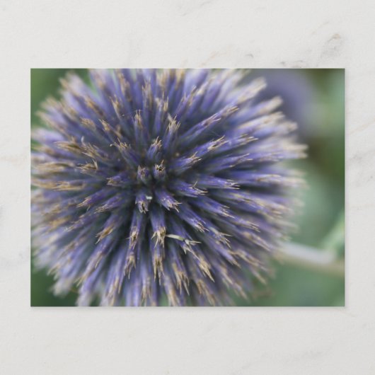 Scottish Thistle Postkarte (Vorderseite)