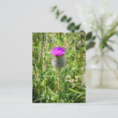 Scottish Thistle Postkarte (Stehend Vorderseite)