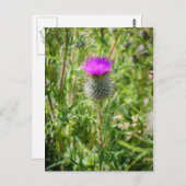 Scottish Thistle Postkarte (Vorne/Hinten)